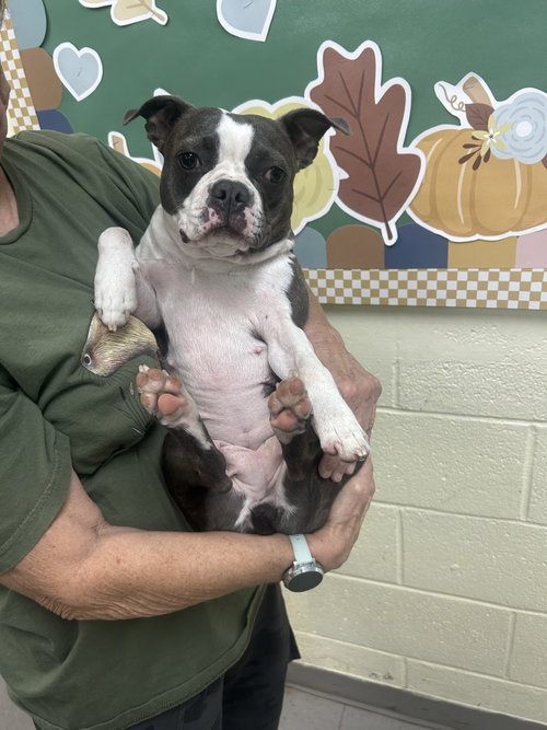 Darla, an adoptable dog
