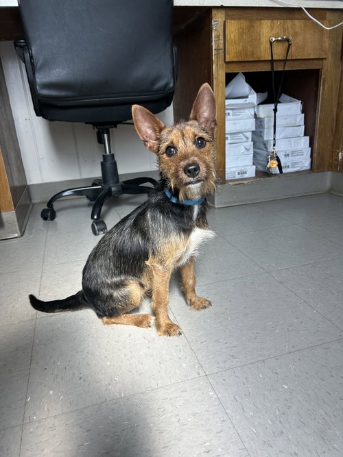Boogie, an adoptable dog