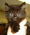 Enchilada- $50 adoption fee thru Labor Day