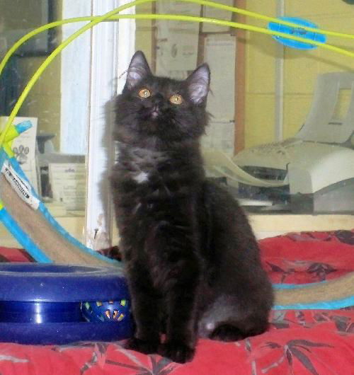 Enchilada- $50 adoption fee thru Labor Day