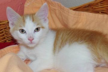 Sherbert