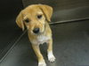 Moxie