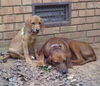 Dixie and Cleo (courtesy posting)