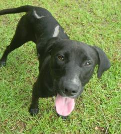 Kona