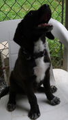 Koda