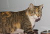 Cleopatra