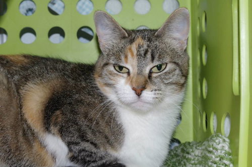 Cleopatra