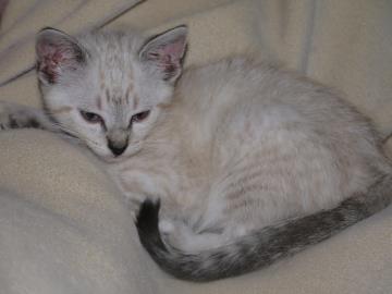 Sheba