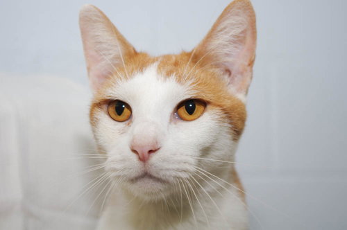 Simon