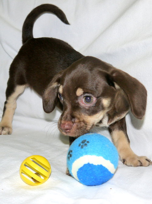 Coco