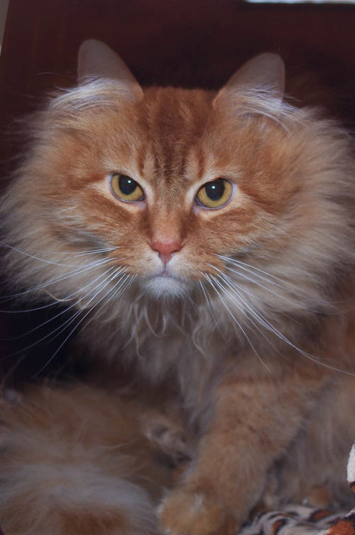 Mr. Whiskers