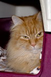 Mr. Whiskers