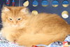 Mr. Whiskers