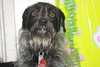 Shaggy
