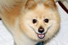 Kody
