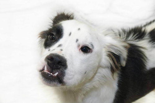 Cookie