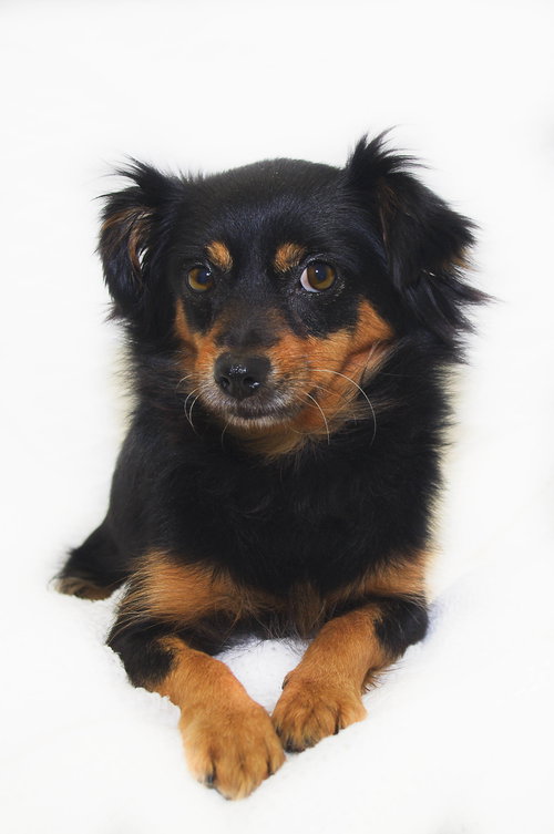 Snookie