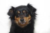 Snookie