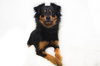 Snookie