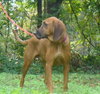 Scout