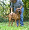 Scout