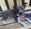 adoptable Dog in , NY named Ethel
