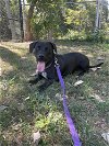 adoptable Dog in elmsford, NY named Tucker