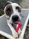 adoptable Dog in  named Adelaide