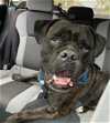 adoptable Dog in elmsford, NY named Lorenzo *COURTESY POST*