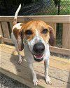 adoptable Dog in , NY named Forest