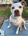 adoptable Dog in elmsford, NY named Maxine