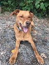 adoptable Dog in elmsford, NY named Logan