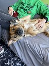 adoptable Dog in , NY named Evan