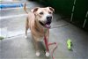adoptable Dog in elmsford, NY named Peanut