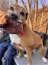 adoptable Dog in elmsford, NY named Harper