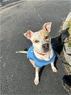 adoptable Dog in elmsford, NY named Quinton
