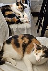 adoptable Cat in elmsford, NY named Lucy & Ethel  **COURTESY POST**