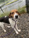 adoptable Dog in elmsford, NY named Hillman