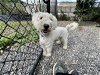 adoptable Dog in elmsford, NY named Oliver