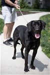 adoptable Dog in elmsford, NY named Panther