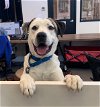 adoptable Dog in elmsford, NY named Jacob