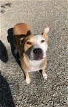 adoptable Dog in elmsford, NY named Zora