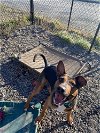 adoptable Dog in elmsford, NY named Duke