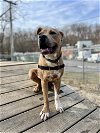 adoptable Dog in elmsford, NY named Lucas