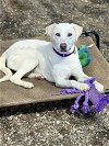 adoptable Dog in elmsford, NY named Cinnamon