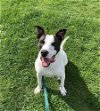 adoptable Dog in elmsford, NY named Roscoe