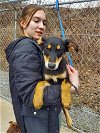 adoptable Dog in , NY named Galette available 3/29