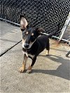 adoptable Dog in , NY named Galette