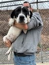 adoptable Dog in , NY named Elly May