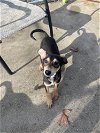 adoptable Dog in elmsford, NY named Danish